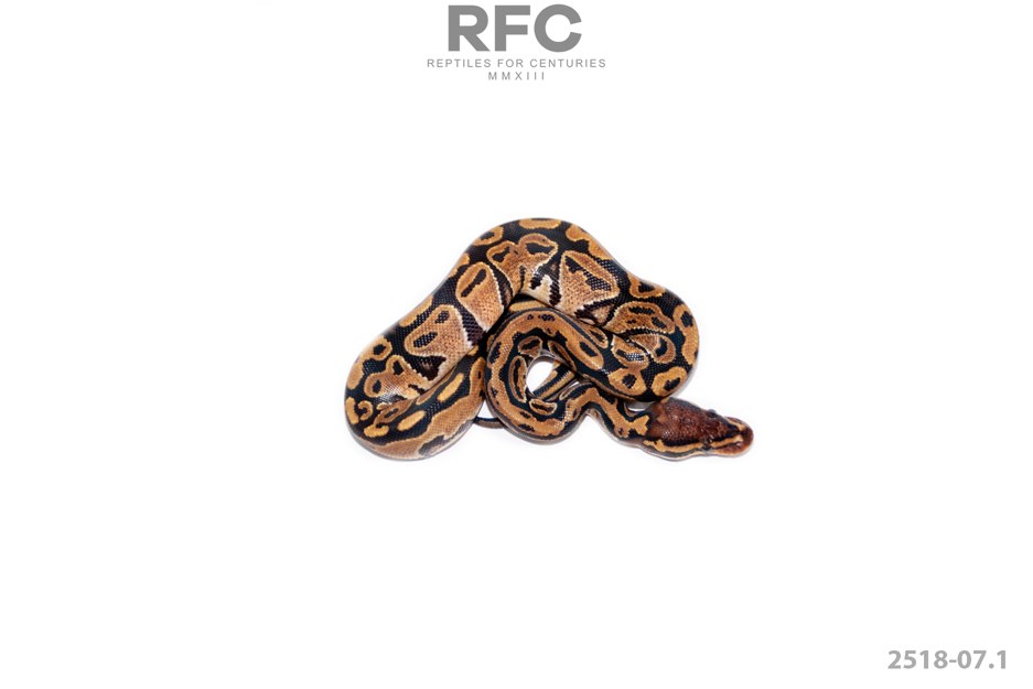 TH Sunset Paint Ultramel