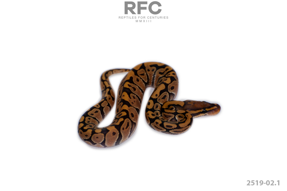 Hypo 66% Het BA 50% Het DG