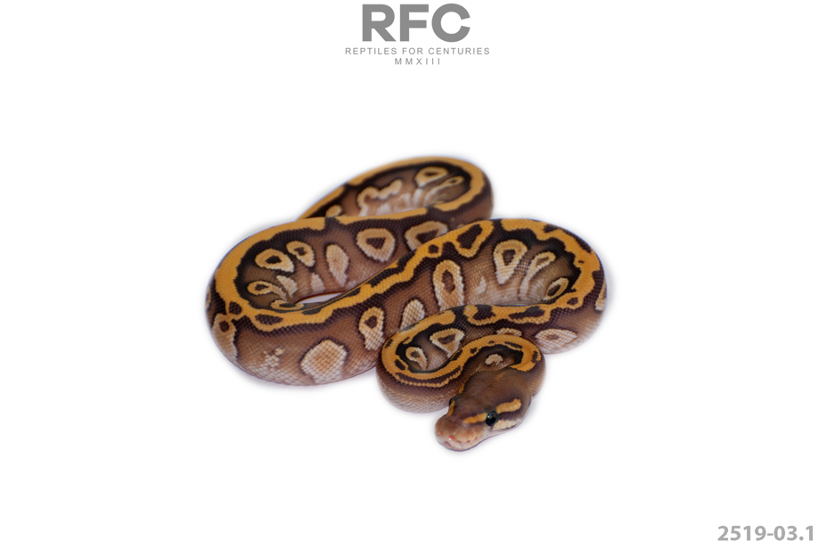 Mojave Hypo 66% Het BA 50% Het DG