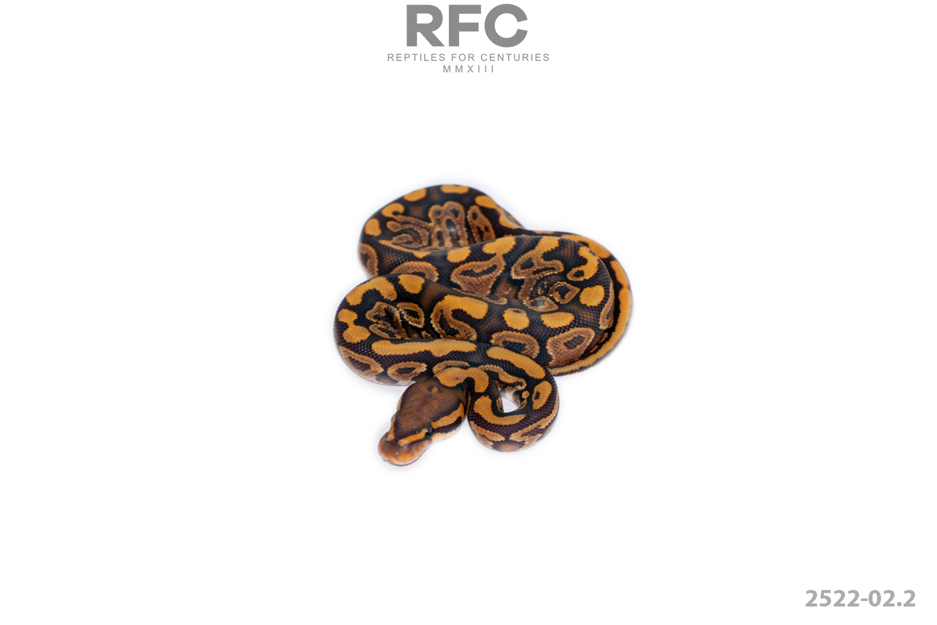 Gravel Hypo Het Puzzle