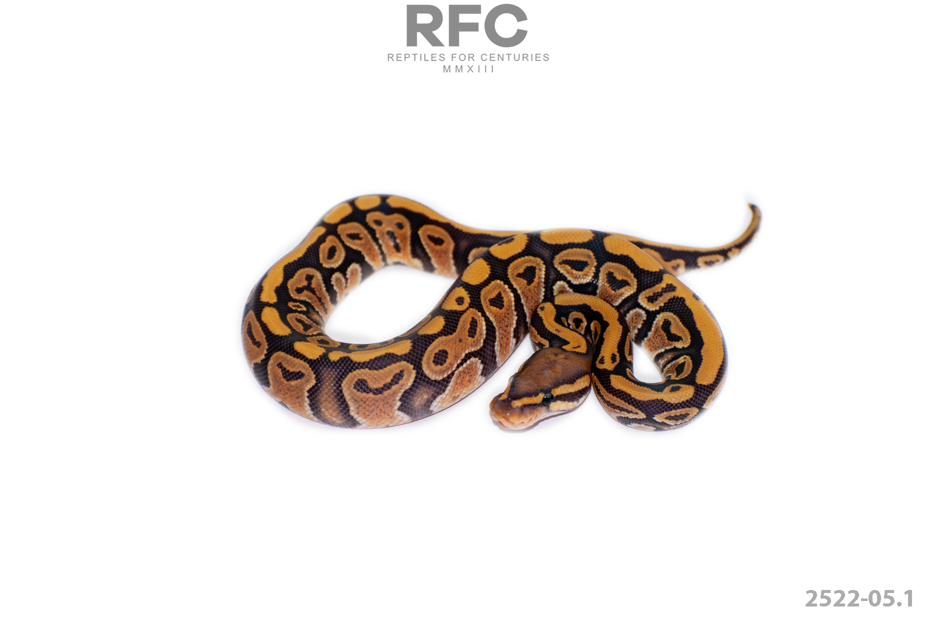 Gravel Hypo Het Puzzle