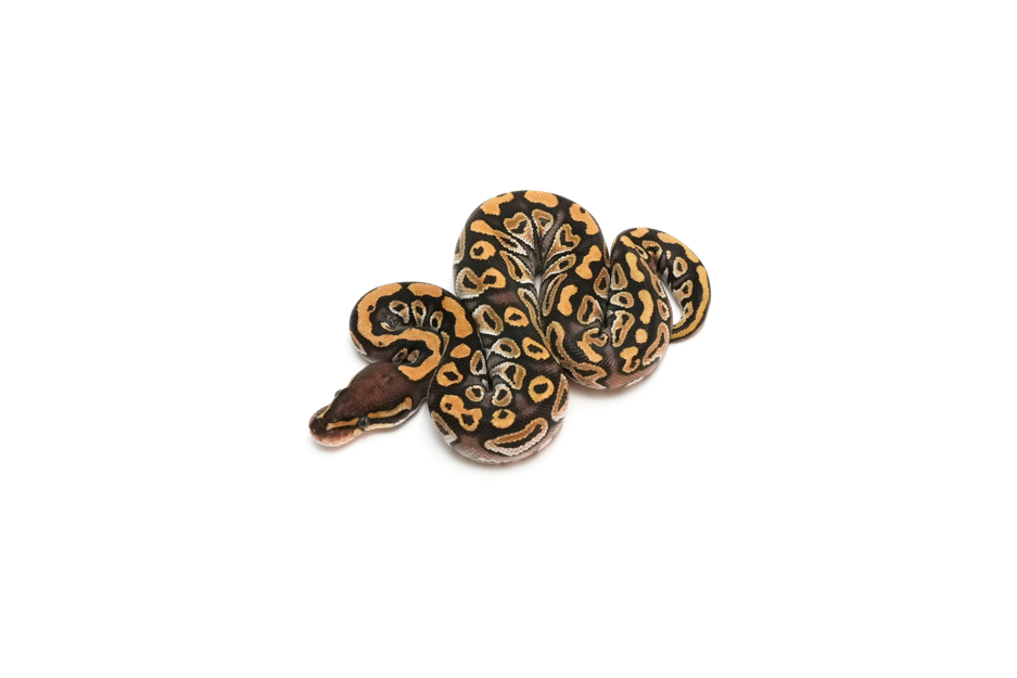 Mojave DH Monsoon Clown
