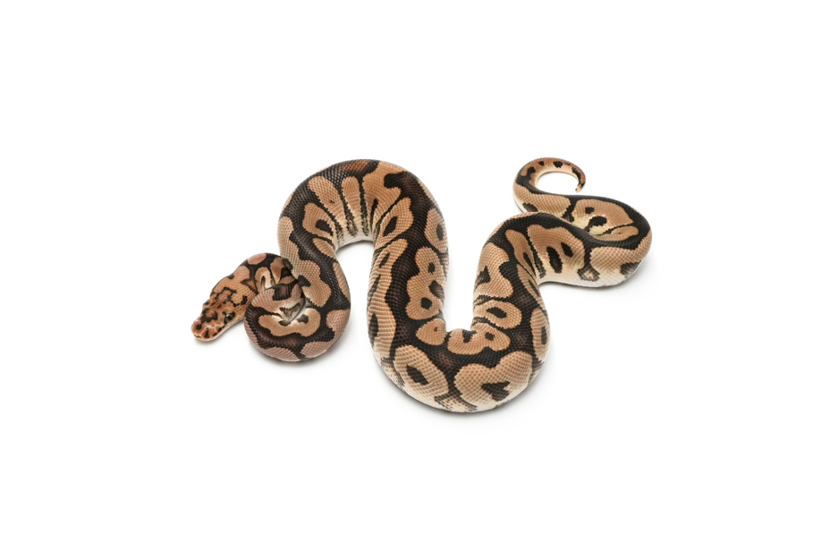 Spotnose Clown DH DG VPI Axanthic