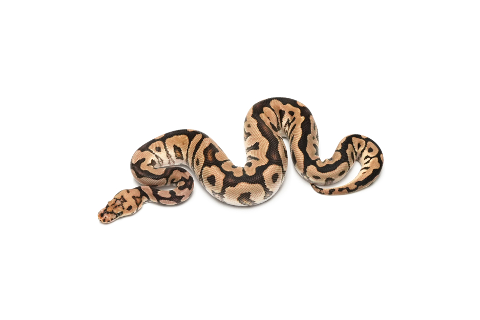Spotnose Clown DH DG VPI Axanthic