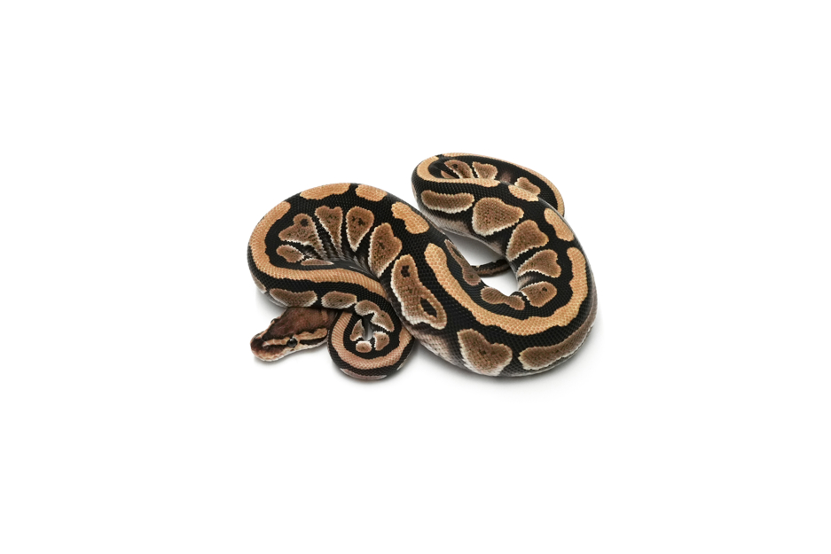 Redhead TH DG VPI Axanthic Clown