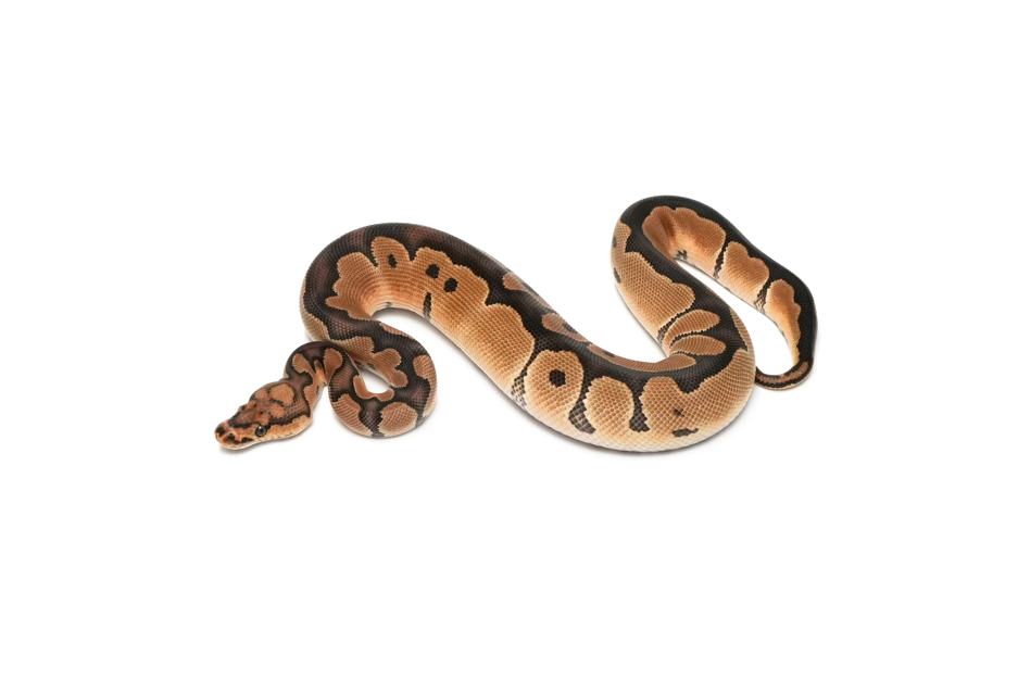 Clown DH DG VPI Axanthic