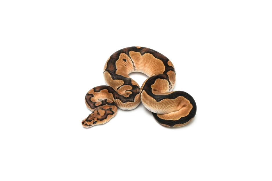 Clown DH DG VPI Axanthic
