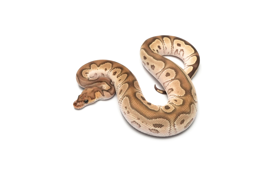 OD Mojave Clown DH DG VPI Axanthic