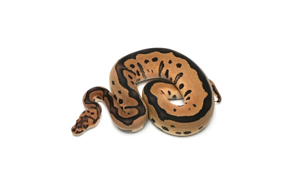 Leopard Clown DH DG VPI Axanthic