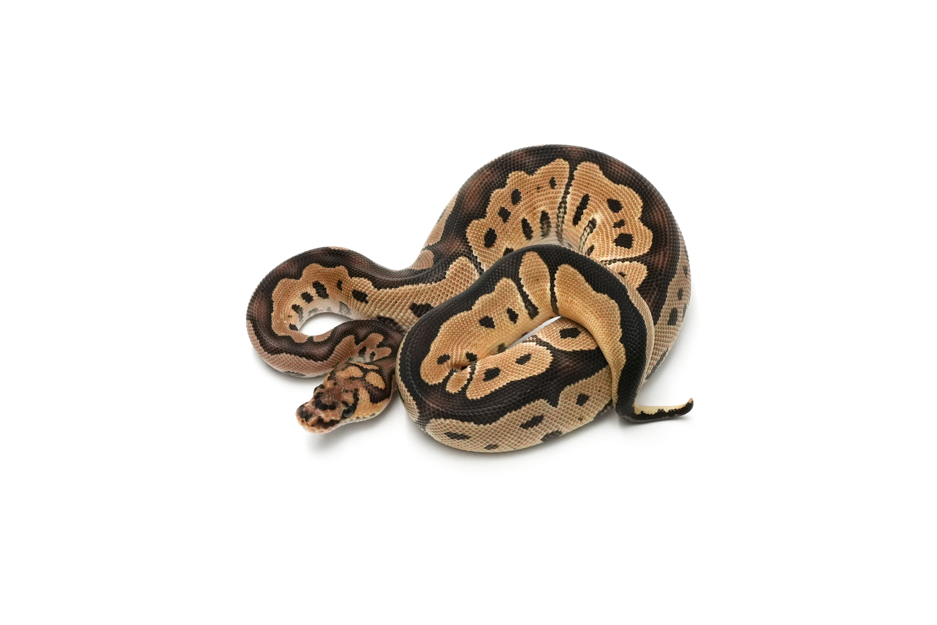 Clown DH DG VPI Axanthic