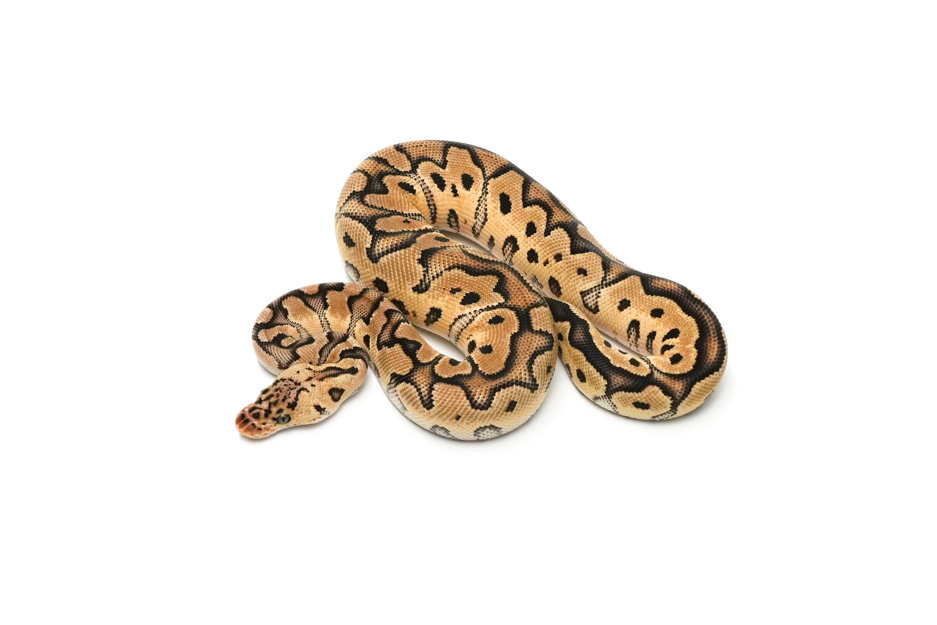 Pastel Clown DH DG VPI Axanthic