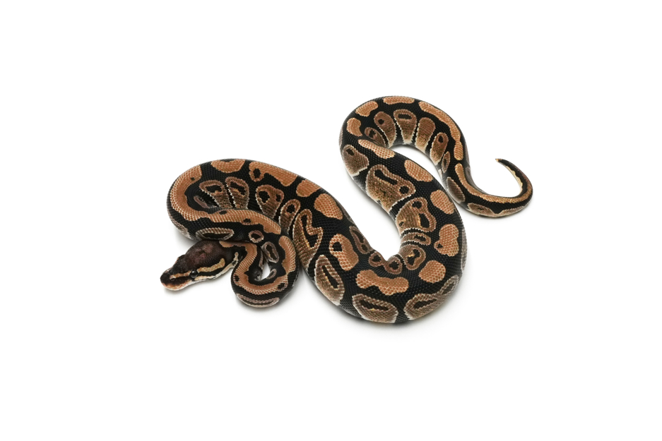 TH DG VPI Axanthic Clown