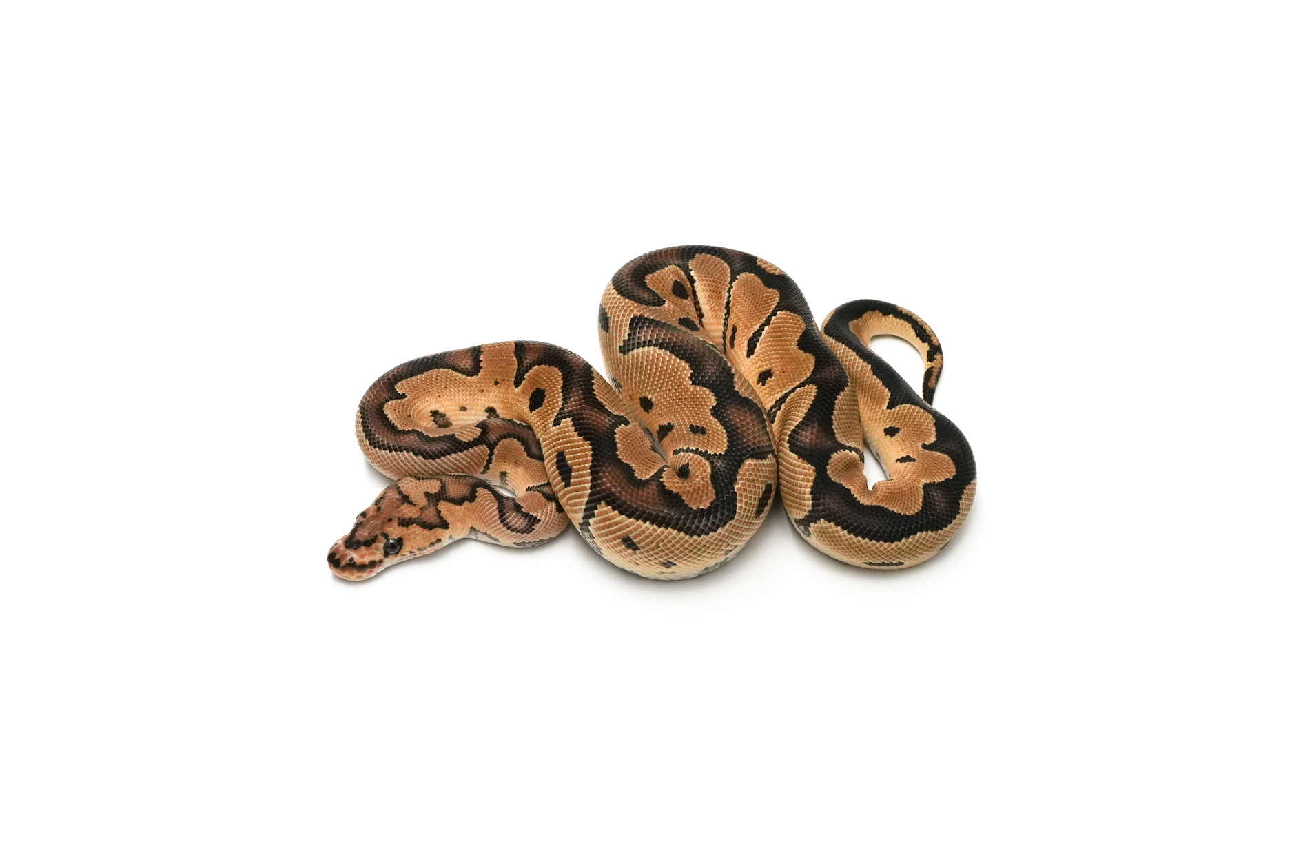 Clown DH DG VPI Axanthic