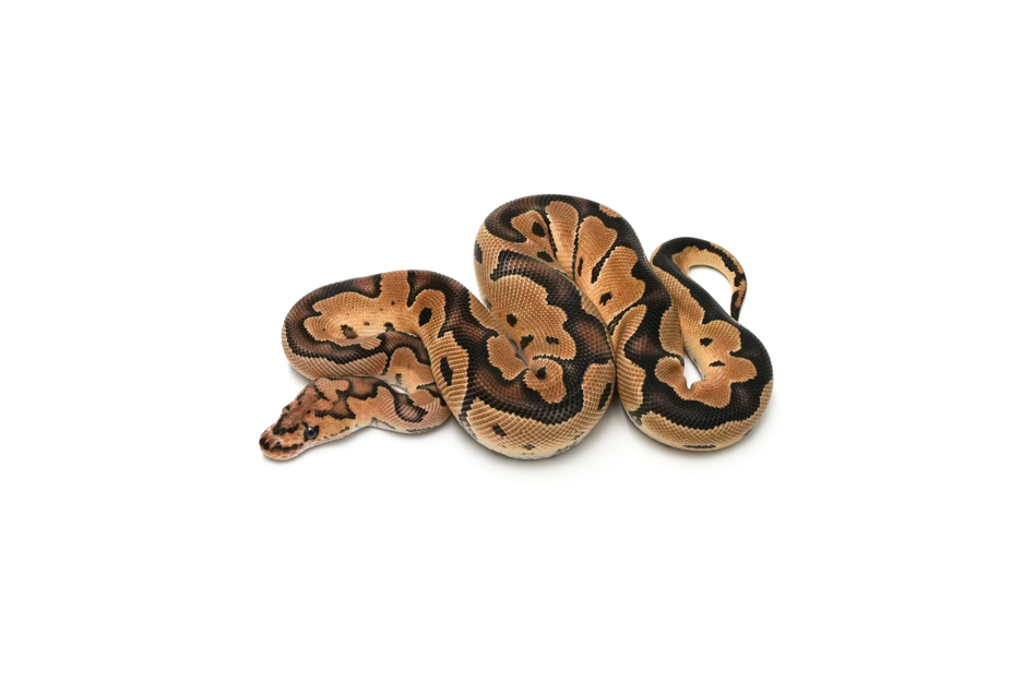 Clown DH DG VPI Axanthic