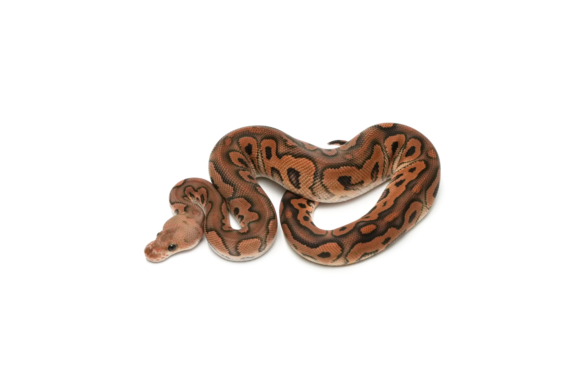 Black Pastel Clown DH Hypo DG
