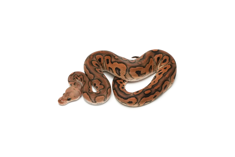 Black Pastel Clown DH Hypo DG