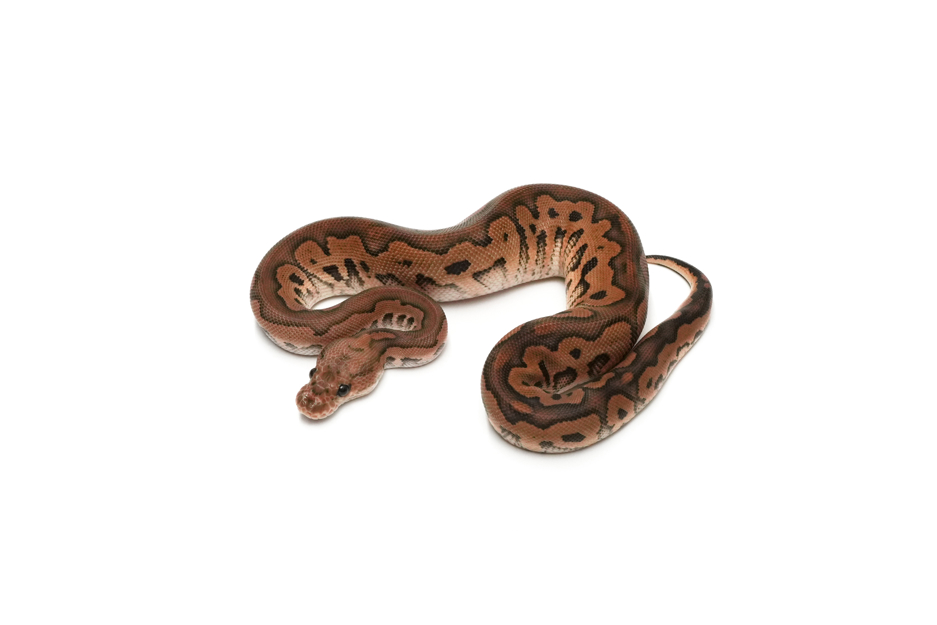 Black Pastel Clown DH Hypo DG