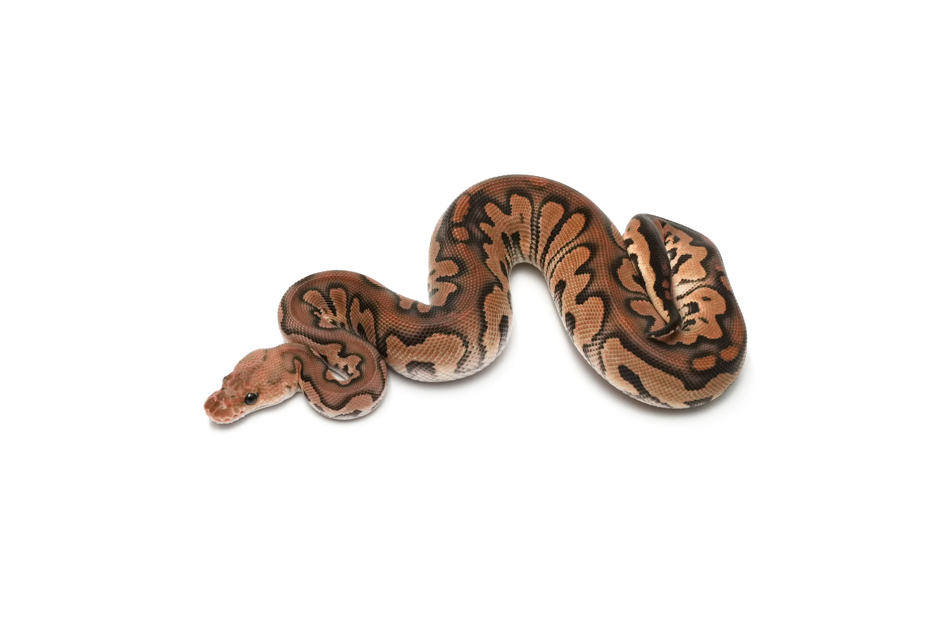 Black Pastel Clown DH Hypo DG