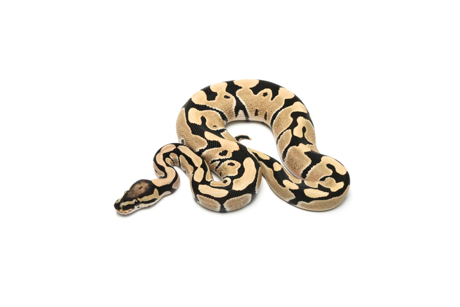 DG DH VPI Axanthic Clown