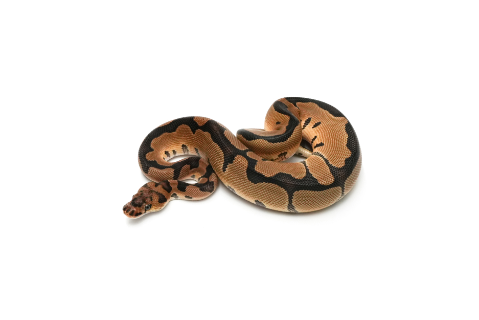 Clown DH DG VPI Axanthic