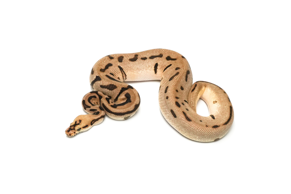 Enchi Batman DH DG VPI Axanthic Poss Redhead
