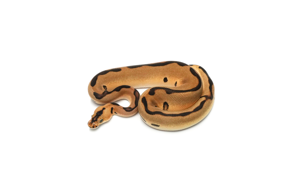 Enchi Leopard Clown DH DG VPI Axanthic