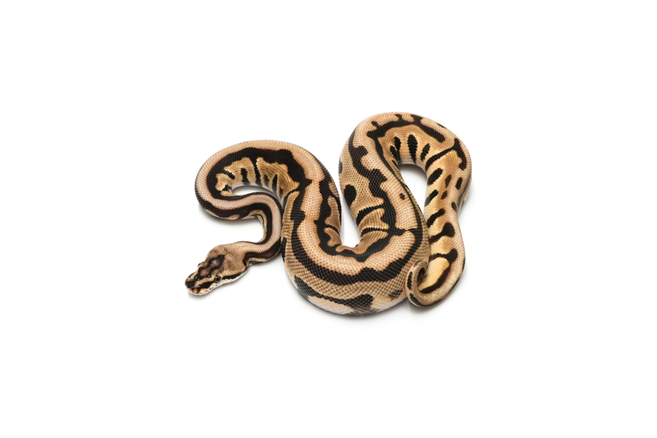 Redhead Leopard Spotnose Enchi TH DG VPI Axanthic Clown