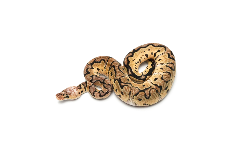 Pastel Clown DH DG VPI Axanthic