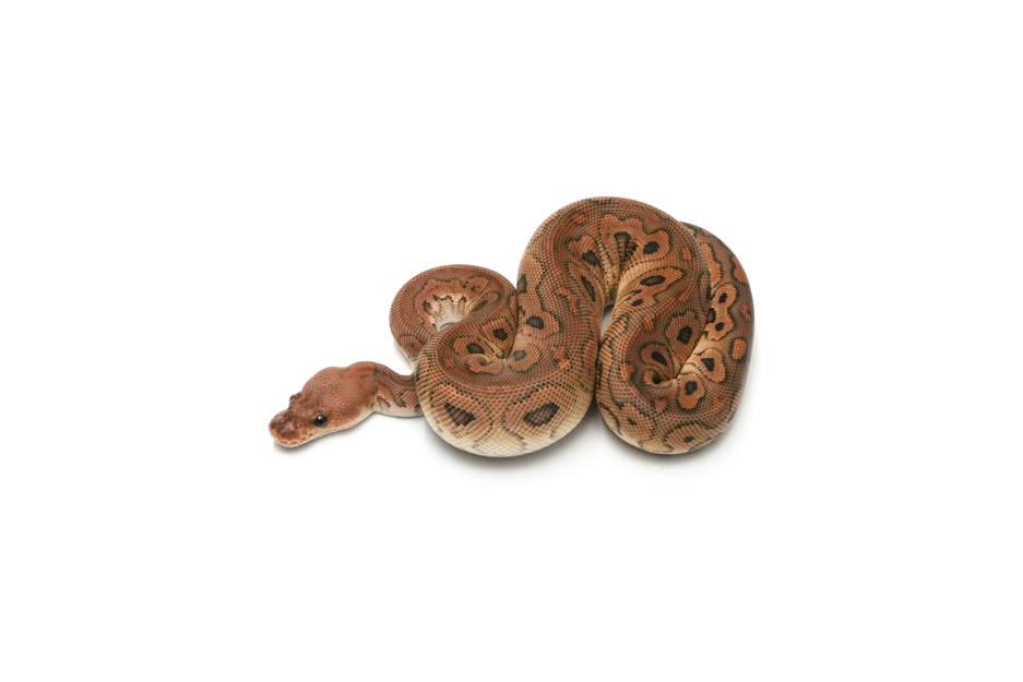 Black Pastel Redstripe Clown DH Hypo DG