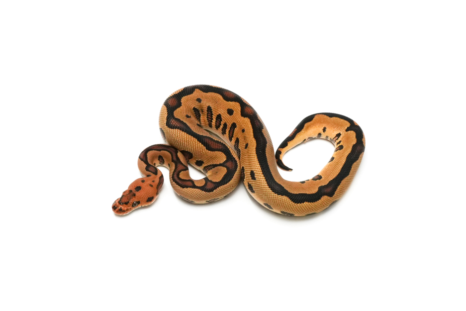 Leopard YB Clown DH Hypo DG