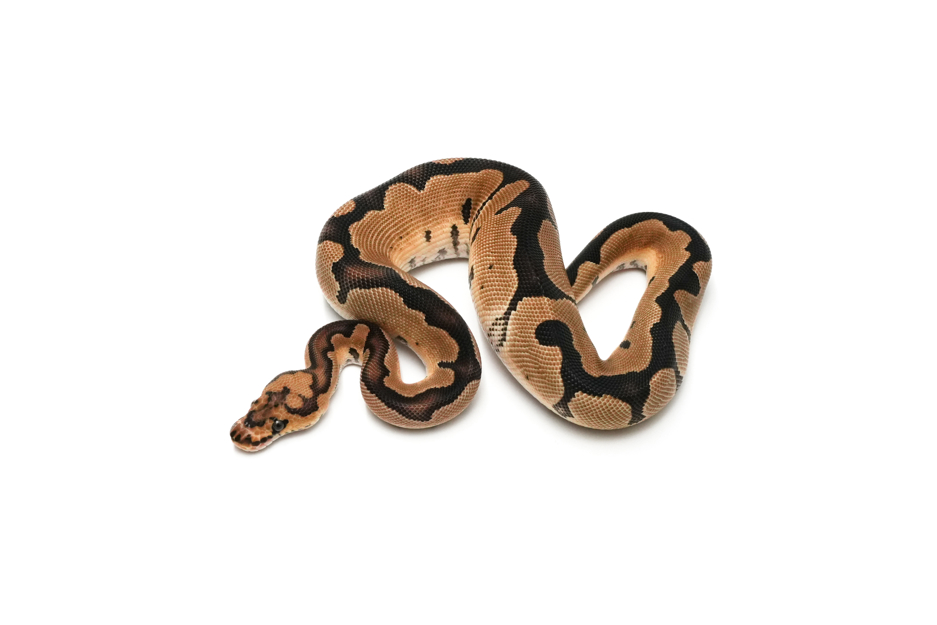 Clown DH DG VPI Axanthic