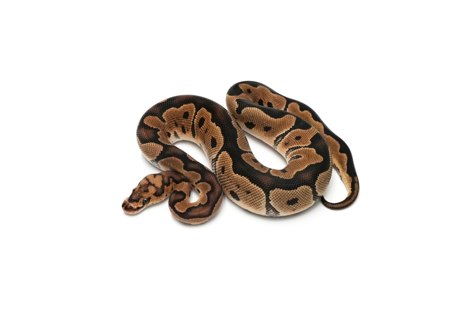 Clown DH DG VPI Axanthic