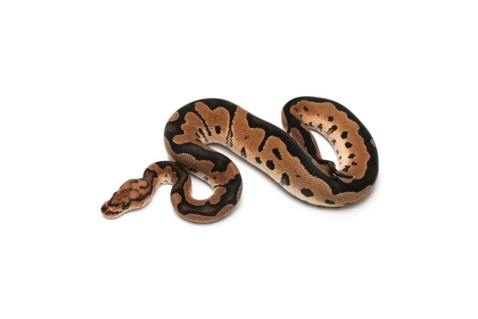 Clown DH DG VPI Axanthic