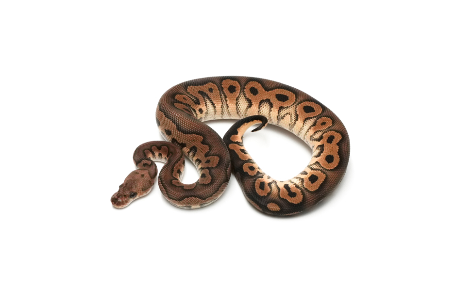 Black Pastel Clown DH DG VPI Axanthic
