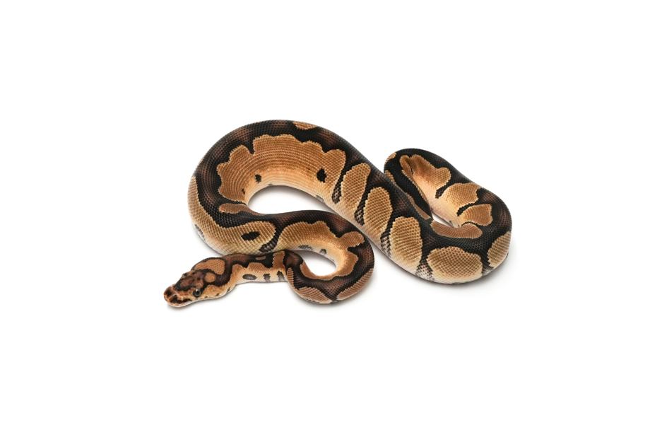 Clown DH DG VPI Axanthic