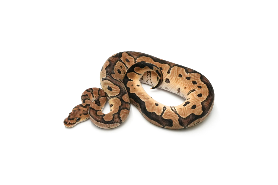 Clown DH DG VPI Axanthic