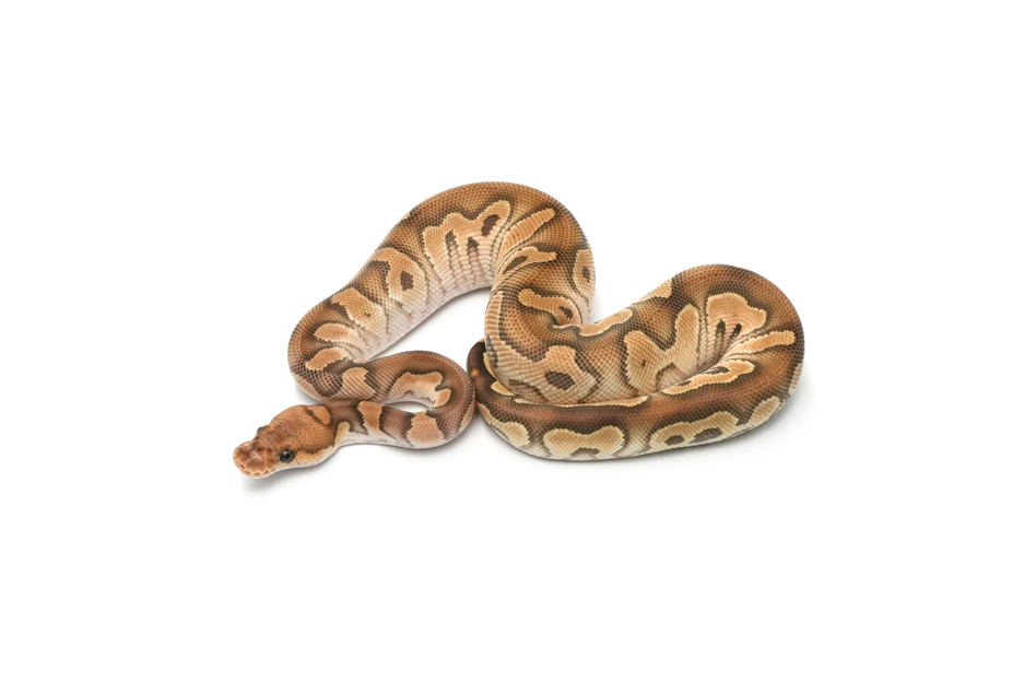 OD Mojave Clown DH DG VPI Axanthic