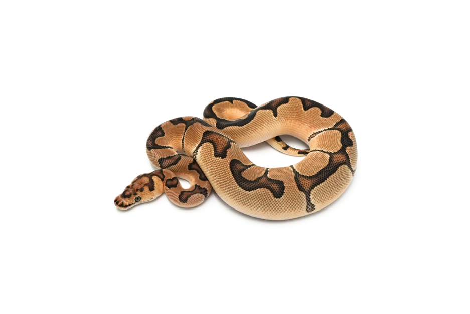 Enchi Clown DH DG VPI Axanthic