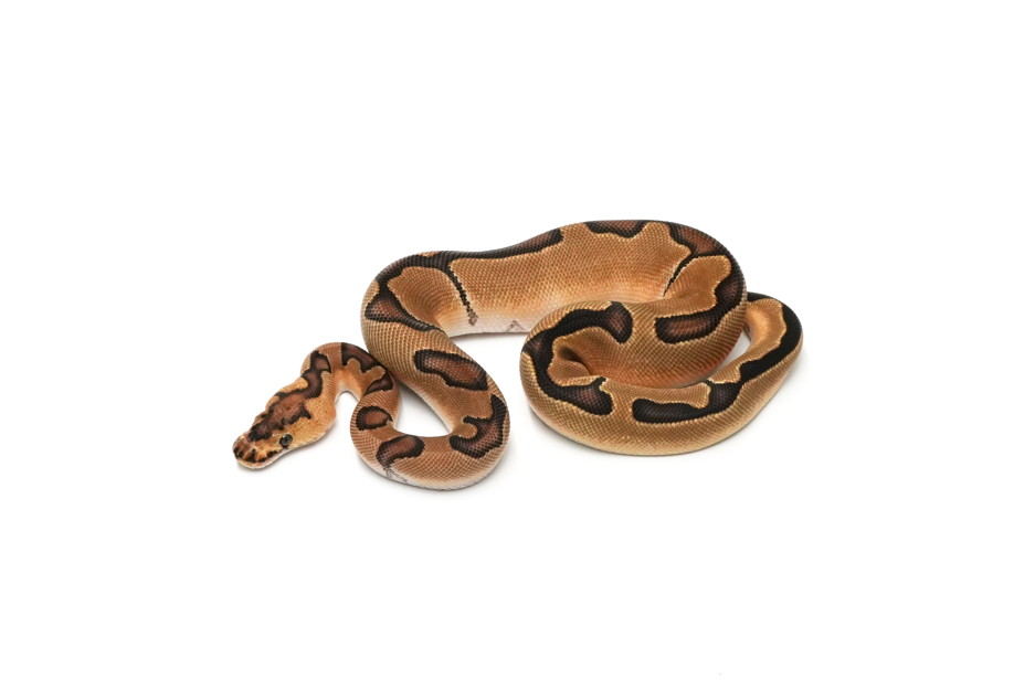 Enchi Clown DH DG VPI Axanthic