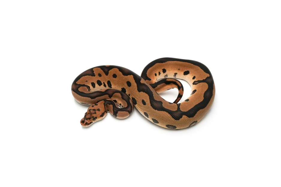 Leopard Clown DH DG VPI Axanthic
