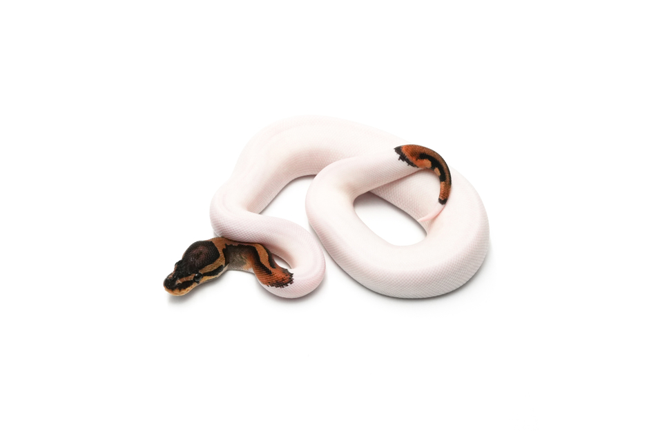 Pied DH DG Clown