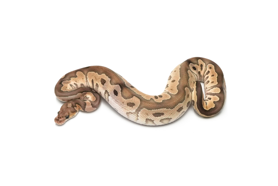 Mojave Clown DH DG VPI Axanthic