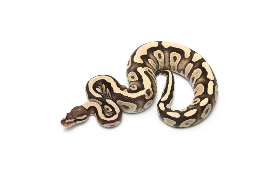 Mojave Fire TH DG VPI Axanthic Clown