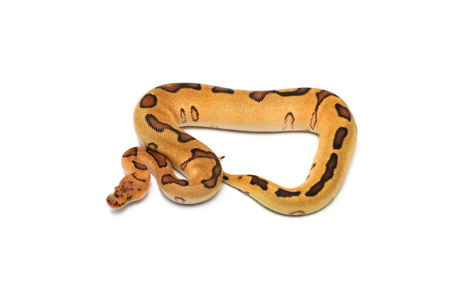 Redhead YB Enchi Clown