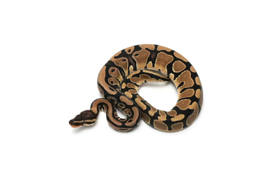 QH VPI Axanthic DG Clown Pied