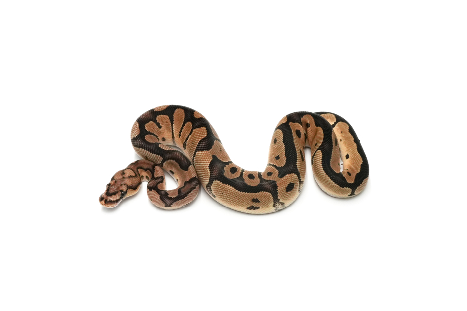 Clown DH DG VPI Axanthic