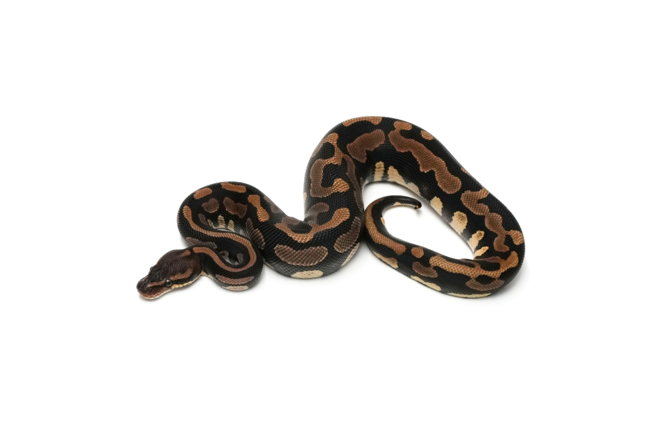 Leopard Copper TH DG VPI Axanthic Clown