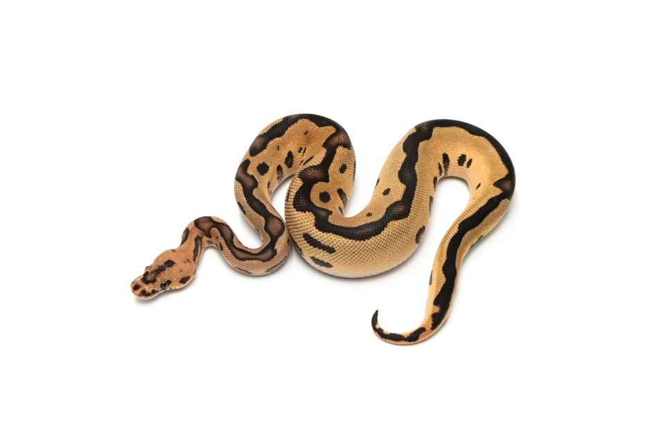 Leopard Fire Clown DH DG VPI Axanthic