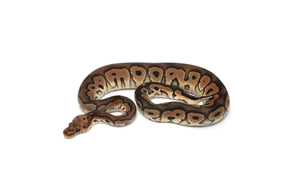 Black Pastel Clown DH DG VPI Axanthic