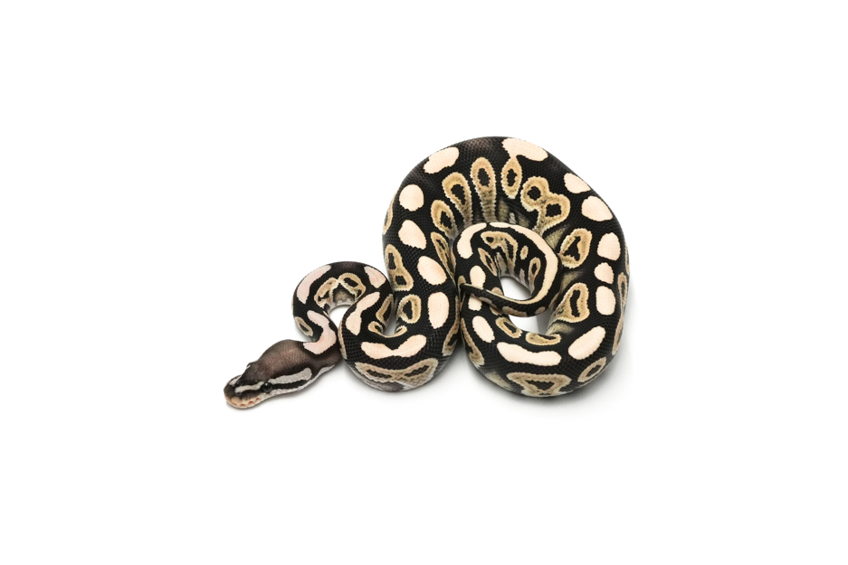 Black Pastel DG DH VPI Axanthic Clown